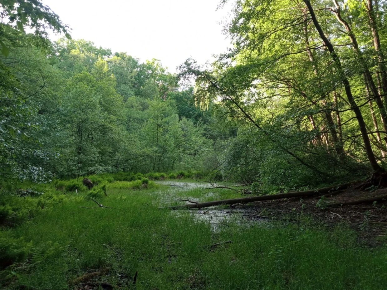 Zarastające jeziorko Zimna Woda. Fot. Bartosz Świątek