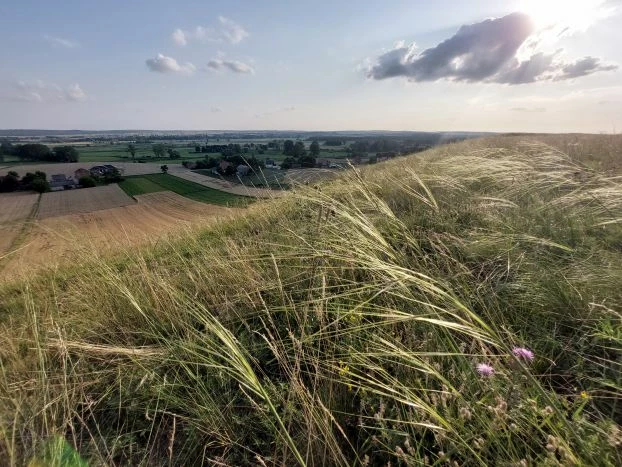 Rezerwat Krzyżanowice
