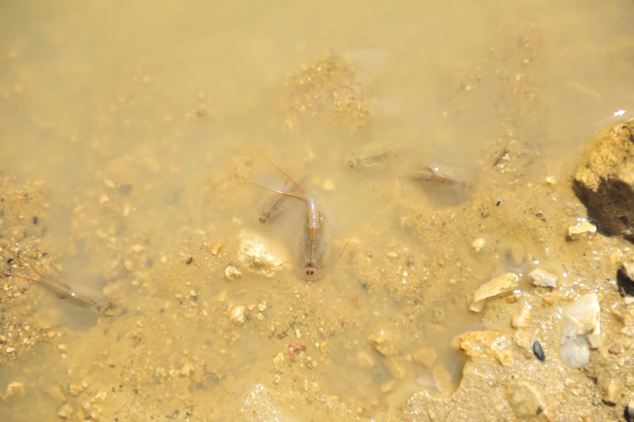 Przekopnice wiosenne. Fot. Łukasz Misiuna