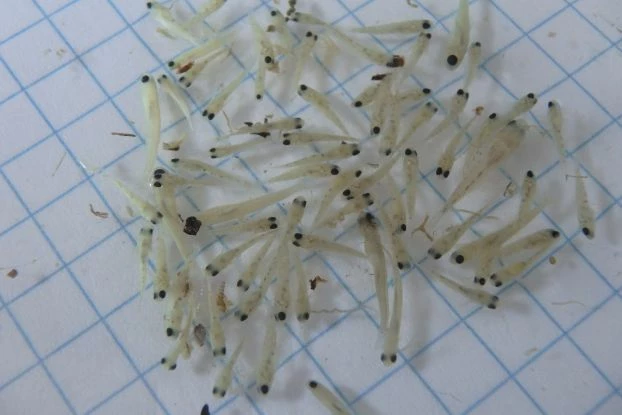 
Ichtioplankton (larwy i wczesne formy narybkowe) zasysane do systemów chłodzących elektrowni. Fot. Tomasz Mikołajczyk
