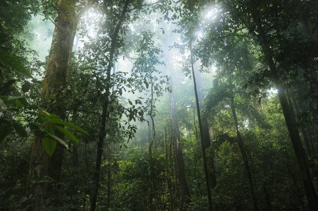 
Węgiel w glebie lasów tropikalnych jest bardzo wrażliwy na ocieplenie. pixabay.com

