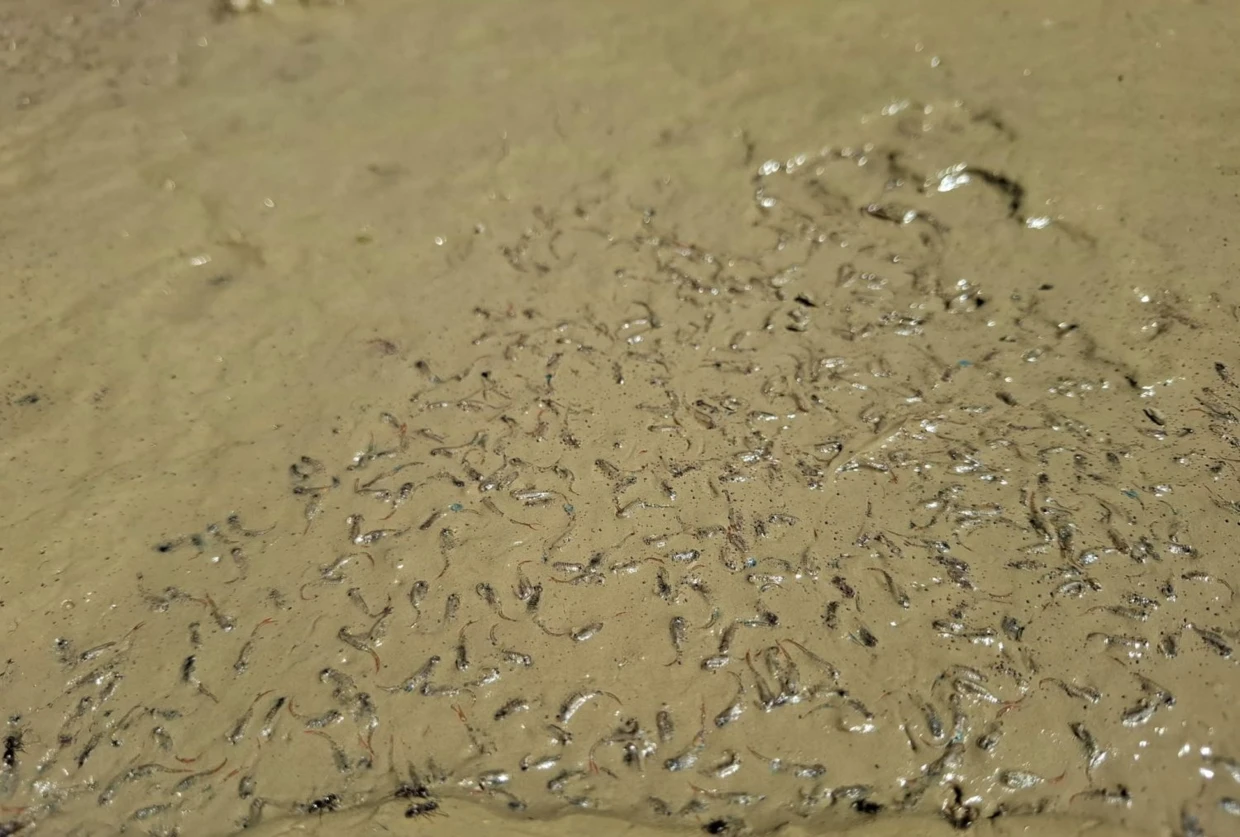 Umierające dziwogłówki i zadychry. Fot. Łukasz Misiuna