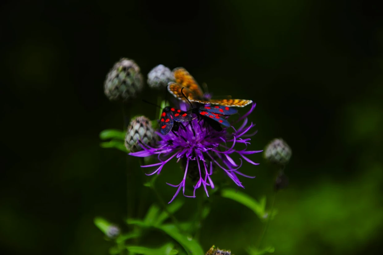 Zygaena lonicerae – gatunek motyla z rodziny kraśnikowatych i przeplatka atalia Melitaea athalia. Fot. Łukasz Misiuna