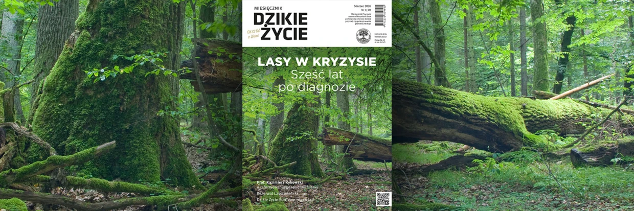 2026-03-twitter-dz_tlo