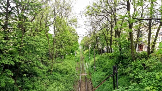 
Linia kolejowa 139 w Bielsku-Białej, drzewa na wysokości Teatru Polskiego, planowane do wycięcia. Fot. Karina Nowicka-Kudłacz
