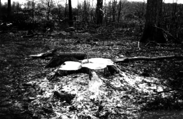 Buk wycięty w DPN w początkach lutego 2002 r. Fot. Archiwum