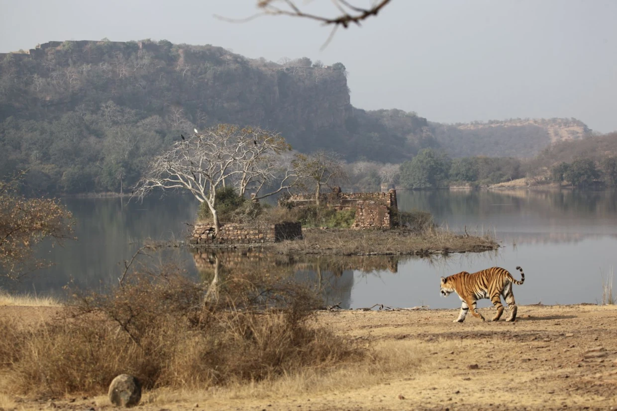 Tygrys w Parku Narodowym Ranthambore. Fot. Marta Sawicka-Danielak