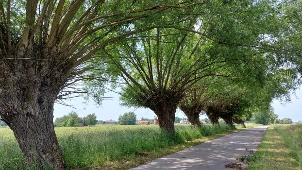 Aleja wierzb z pachnicami dębowymi. Fot. Łukasz Misiuna