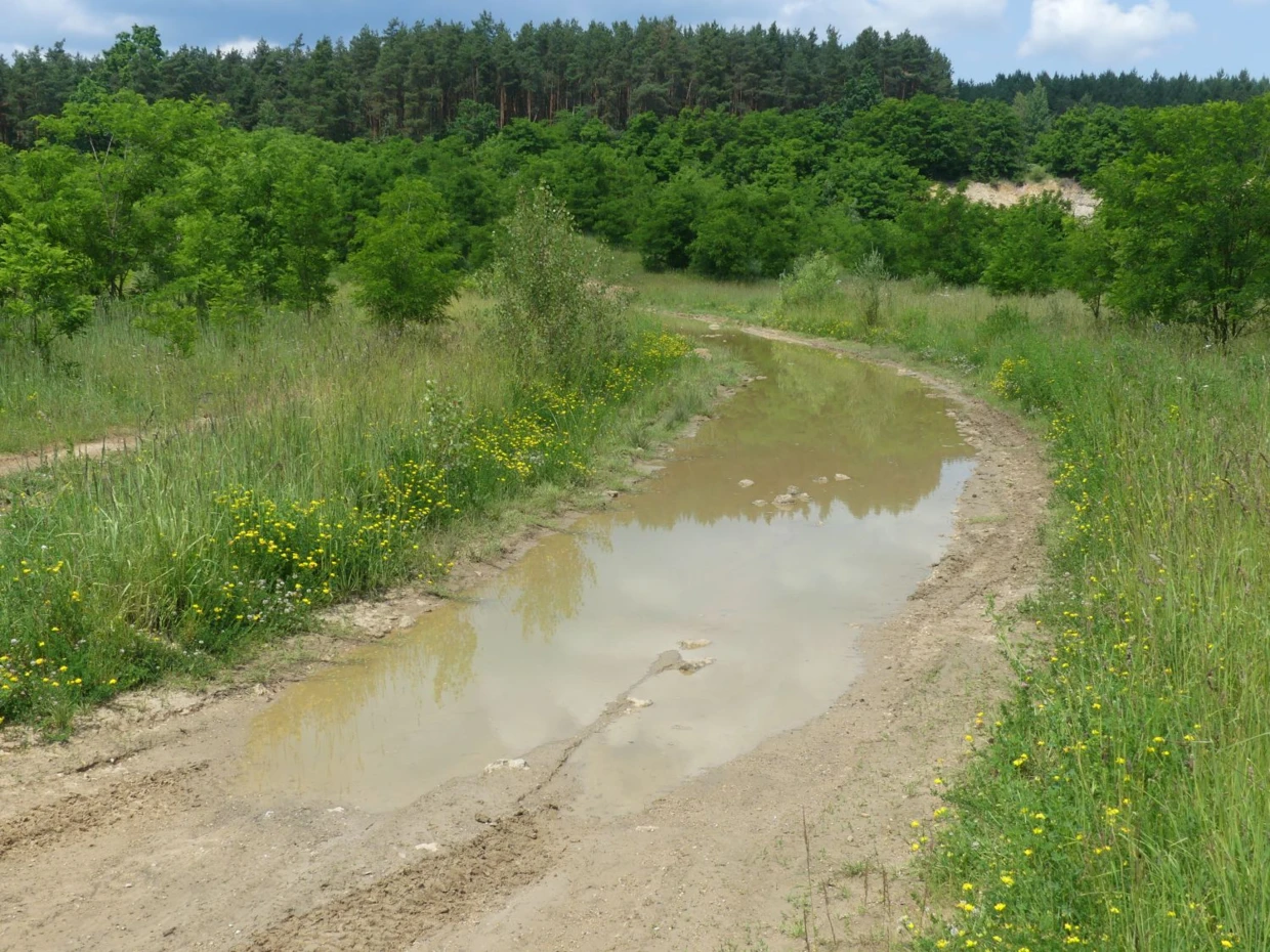 Największy akwen rezerwatu Krzemionki Opatowskie. Kałuża pełna życia. Fot. Łukasz Misiuna