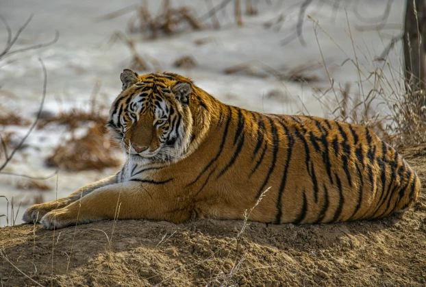 
Tygrysy syberyjskie różnią się od innych tygrysów wieloma cechami i zwyczajami, są też od nich znacznie większe. Fot. mana5280

