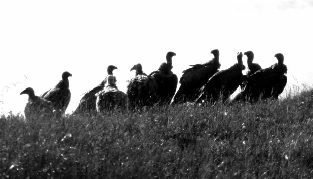 
Sępy obsiadły wzgórze w oczekiwaniu na swój udział w podniebnym pochówku. Fot. Ryszard Kulik
