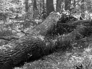 Fot. Kaj Romeyko-Hurko