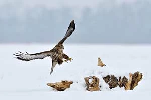 Myszołów Buteo buteo do polowania używa szponów. Fot. Piotr Kierzkowski