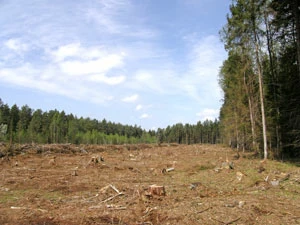 Zręby zupełne w nadleśnictwie Prużana, marzec 2010. Fot. Andrej Abramczuk