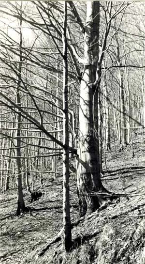 
Pomnikowe buki i jawory nad jeziorem Wielka Łąka, na wschodnim zboczu Wysokiego – średnice w pierśnicach powyżej 100 cm. Kilka lat później na tym terenie powstanie rezerwat „Jaworzyna”. Fot. Z Archiwum Pracowni
