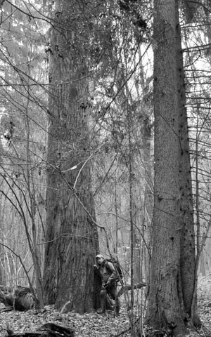 Adam Wajrak i wielki dąb za leśniczówką w pobliżu Starej Białowieży. Fot. Janusz Korbel