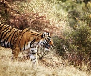 W ciągu zaledwie stu lat człowiek zniszczył 95% populacji tygrysa. Fot. Filip Danielak