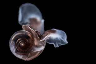 Tradycyjna norweska nazwa „krill” obejmowała wszystkie drobne bezkręgowce, które zjadały wieloryby – od najlepiej znanych eufauzji tworzących gigantyczne ławice, po inne skorupiaki i masowo występujące ślimaki skrzydłonogie – takie jak ten na zdjęciu. Fot. Kajetan Deja, archiwum IOPAN