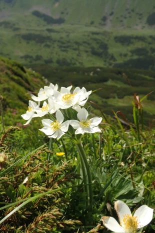 Zawilec narcyzowaty na połoninach Świdowca. Fot. Roman Czerepanyn