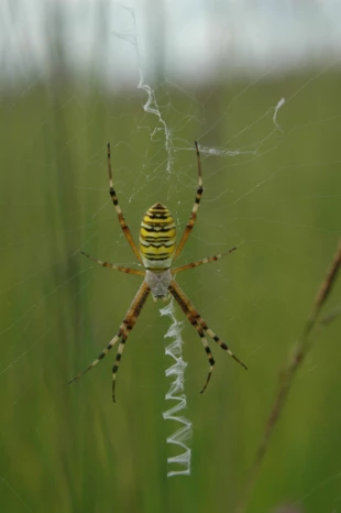 
Samica tygrzyka czatująca na zdobycz w sieci z charakterystycznym zygzakiem (z grubszych pasm pajęczyny). Fot. Tomasz Buczek
