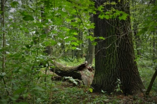 Fragment łęgu dębowo-wiązowo-jesionowego na Wyspie Opatowickiej. Fot. Małgorzata Piszczek