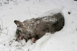 
Wilk zabity, znaleziony na terenie Wigierskiego Parku Narodowego w styczniu 2016 r. Fot. Maciej Romański, Wigierski Park Narodowy
