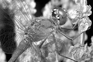 Fot. Piotr Morawski