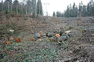 Wycinka na Czarnym Groniu. Fot. z archiwum Pracowni