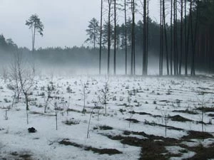 
Kępy pozostawiane na zrębach do naturalnej śmierci – nie tak dawno utopia – dziś powszechna praktyka. Fot. Andrzej Jermaczek
