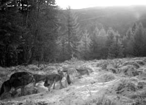 Wilki. Fot. Juraj Lukáč
