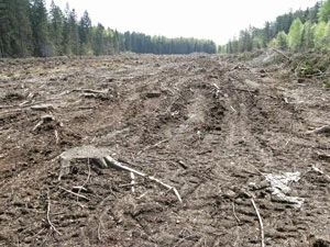 Zręby zupełne w nadleśnictwie Prużana, marzec 2010. Fot. Andrej Abramczuk