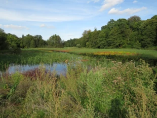 Czerwcowa pełnia i obfitość udziela się nie tylko słońcu, ale też roślinom.