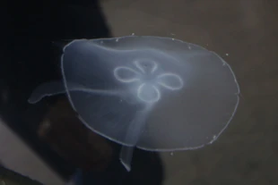 Meduza. Fot. Dagmara Stanosz