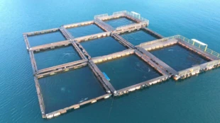 Jedne z wielu wodnych klatek (ang. sea pens) umiejscowionych w okolicach portu Taiji. To w nich przetrzymuje się i tresuje złapane delfiny przed sprzedażą do delfinariów. Obecnie we wszystkich wodnych klatkach przetrzymywanych jest blisko 350 delfinów. Fot. Kunito Seko