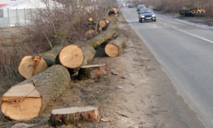 
Przy wjeździe do Bartoszyc wycięto w 2010 r. wszystkie drzewa. Fot. Krzysztof A. Worobiec
