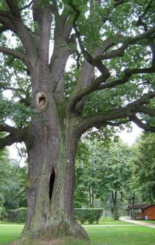 Dziuplasty dąb w Rochnie k. Koluszek o obwodzie pnia 600 cm; obok wnętrze pnia (dziupla) z porastającym żółciakiem siarkowym, 2008 r.; Fot. Wojciech „Lutygozd” Wochna