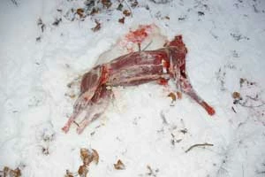 Skłusowany i oskórowany wilk na Słowacji, luty 2016 r. Fot. z archiwum VLK