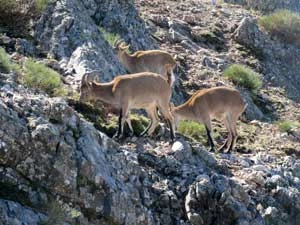 Kozica. Fot. Paweł Pawlaczyk