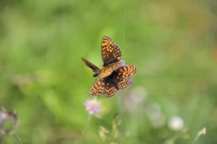 Przeplatki atalie Melitaea athalia