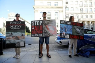 Protest grupy Warsaw Dolphin Defenders przed Wydziałem Informacji i Kultury Ambasady Japońskiej w Warszawie. Na jednym z plakatów widać kod QR do petycji w sprawie zakazu polowań na delfiny w Japonii, październik 2023 r. Fot. Edwin Radzikowski