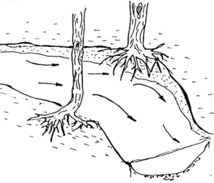 
Ryc. 2. Korzenie drzewa podmywane przez potok.

