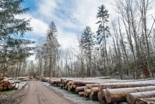 Zdjęcia 1-3: Puszcza Białowieska. Fot. M. Klemens