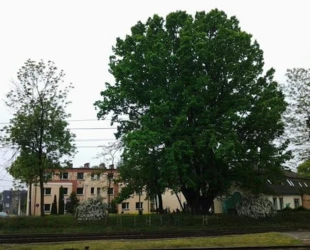 Karlik wiosną 2018 r. Fot. Amanda Musch