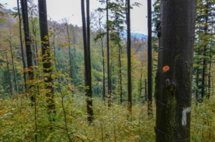 
Fragment lasu, który wszedłby do rezerwatu Madohora. Fot. Karina Nowicka-Kudłacz
