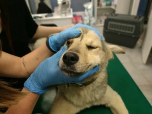 Zwierzęta przywiezione z Ukrainy przechodzą badania weterynaryjne