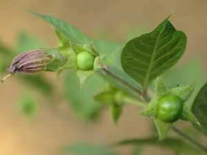 
Najbardziej magiczna, trująca i intrygująca roślina Karpat: pokrzyk wilcza jagoda (Atropa belladonna). Fot. Bogdan Kiwak/Marek Styczyński
