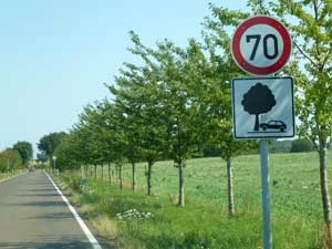 
W Brandenburgii (Niemcy) przy drogach z alejami, nawet nowonasadzonymi, ustawia się znaki ograniczające prędkość i ostrzegające: uważaj, możesz najechać na drzewo (a więc: to ty będziesz winny, a nie drzewo!). Fot. Krzysztof A. Worobiec

