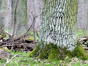 
Park narodowy w całej Puszczy Białowieskiej – utopia czy realny cel? Fot. Andrzej Jermaczek
