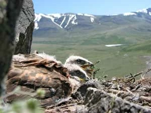 Pisklęta myszołowa mongolskiego Buteo hemilasius na gnieździe. Fot. Siergiej Ważow