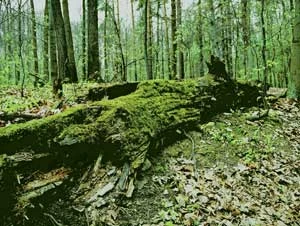 
Większość owadów zasiedlających martwe drewno i przyczyniająca sie do jego rozkładu, posiada liczne symbiotyczne mikroorganizmy. Fot. Piotr Skubała
